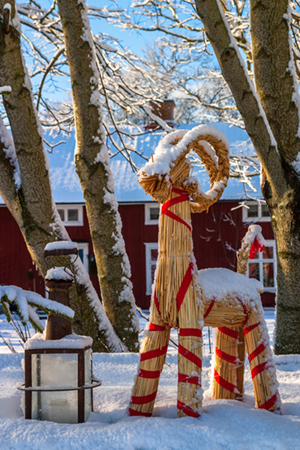 A traditional Swedish straw Julbock, or Yule Goat, bound with red ribbon